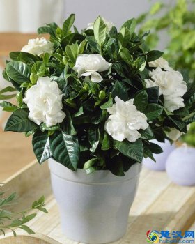  盆栽花卉用什么肥料好（花卉养护的常用肥料）