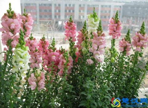  金鱼草怎么养护（金鱼草的养护方法和管理）