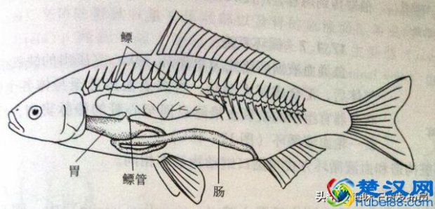  鱼鳔是什么东西（鱼鳔是鱼身上哪个部位）