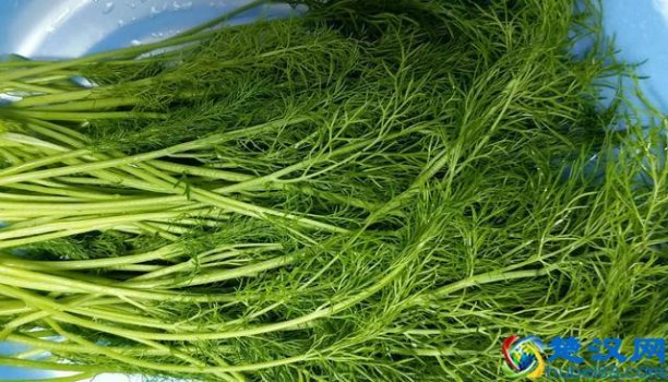  茴香怎么吃（新鲜茴香5种最好吃的做法）