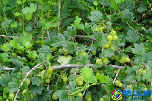  灯笼果怎么种植（灯笼果的栽培技术是怎样的）