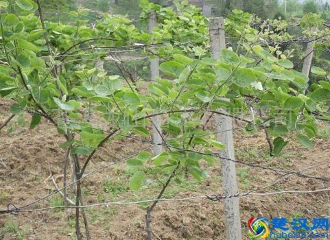  红心猕猴桃种苗基地在哪里（苍溪红心猕猴桃种苗）