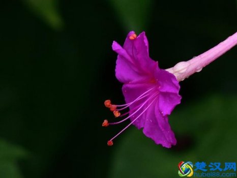  夜香木兰种植方法有哪些（夜来香的栽种方法）