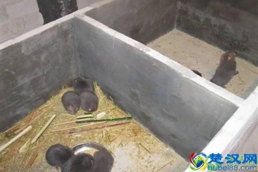  目前农村养殖什么好（3019利润高的养殖项目推荐）