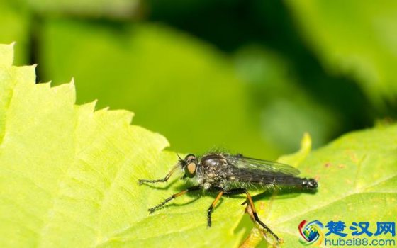  牛虻是什么虫子（牛虻有哪些功效和作用）
