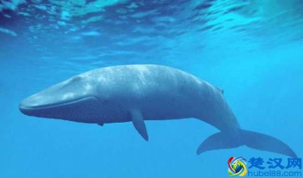  鲸鱼为什么会搁浅（造成鲸鱼搁浅的原因有哪些）