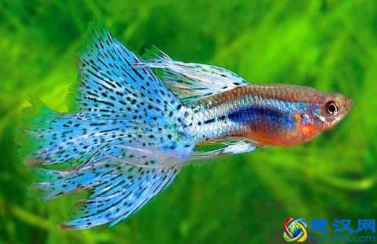 热带鱼清道夫怎么养(清道夫卵孵化)