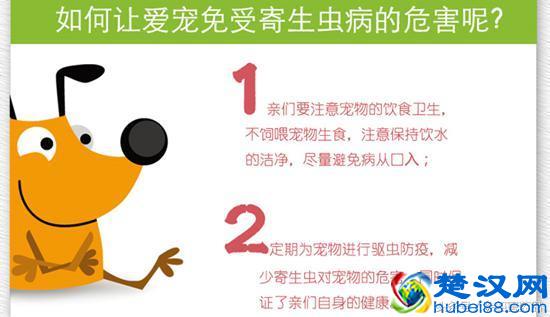 跳蚤怎么杀死最快(家庭如何灭跳蚤)