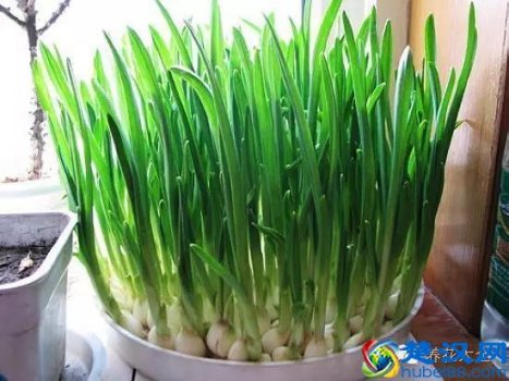  青蒜是什么季节的菜（吃青蒜好处多多）