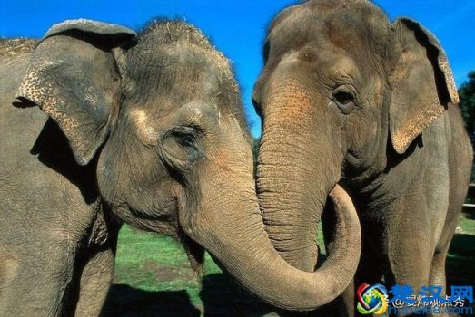  大象的鼻子为什么那么长（大象的鼻子为什么这么长&amp;#65532;）