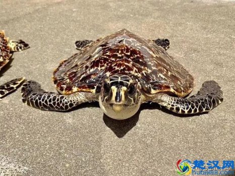  玳瑁是什么（30秒了解玳瑁是什么）