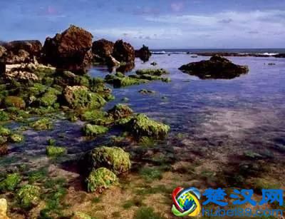  大海里有什么动植物（海洋里最危险的动物）