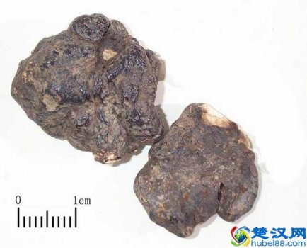  猪苓（中药材猪苓）