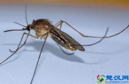  蚊子怕什么，蚊子喜欢什么血型！