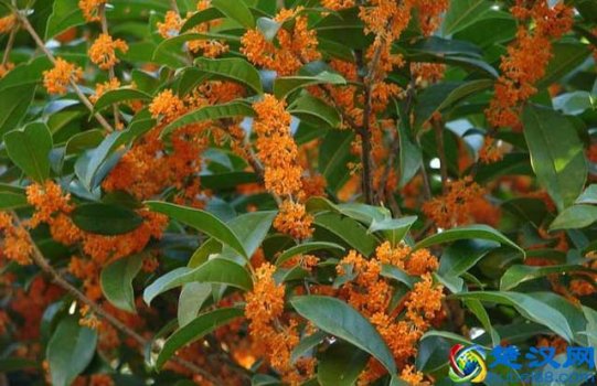  丹桂飘香是什么季节，丹桂是哪一种桂花！