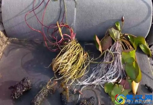  睡莲怎么养才能开花，睡莲养殖注意事项有哪些！