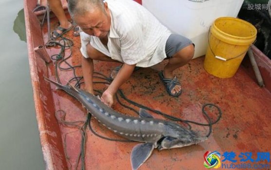  中华鲟多少钱一斤，中华鲟能吃吗！