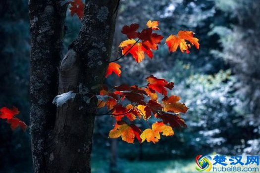  景深是什么意思（如何利用）