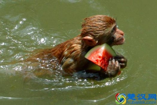 水猴子是什么东西(传说中的水猴子是真的吗)