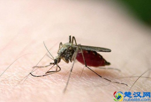 蚊子喜欢什么血型(谁是蚊子的菜呢)