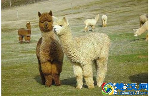 羊驼是什么动物(羊驼是什么杂交品种)
