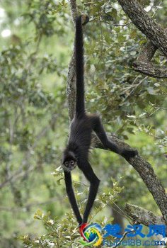  袋鼠的尾巴有什么作用（世界真奇妙，带你了解袋鼠）