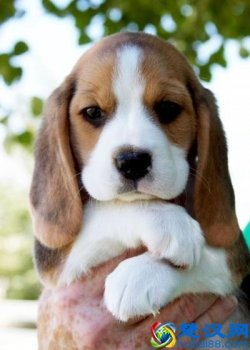  非常怕狗怎么克服（极度怕狗是心理问题吗）