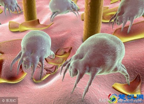  除螨用什么洗脸好（每天3分钟，祛痘除螨还能美白）