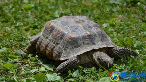  刚买乌龟不吃食怎么办（乌龟饿了的表现）