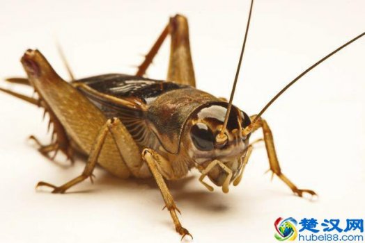  蟋蟀吃什么食物（蟋蟀有哪些天敌）