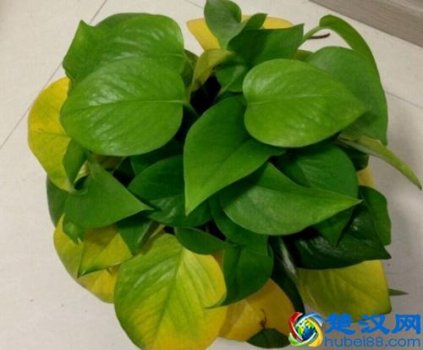 绿萝叶子发黄是什么原因造成的(绿萝叶子发黄问题解决方案)