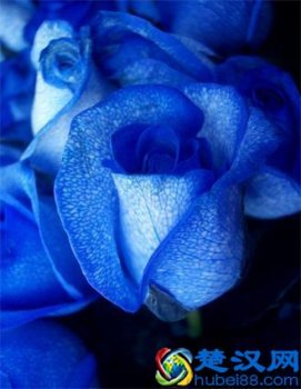 蓝色妖姬代表什么意思(蓝色妖姬的花语是什么意思)