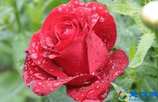 99朵玫瑰代表什么意思(玫瑰数量有哪些含义)