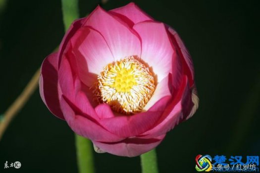 结婚十年什么婚(结婚几年代表什么婚)