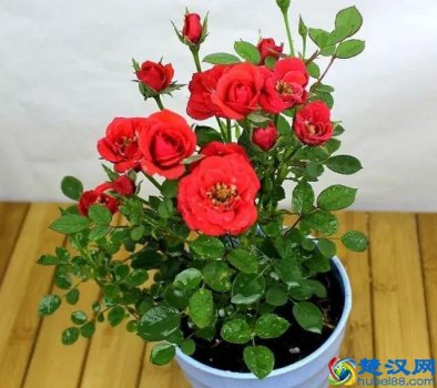  花中皇后是什么花？它居然是北京市花