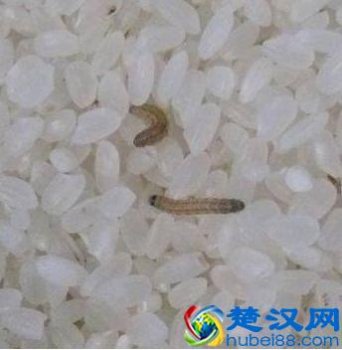  家里大米生虫子怎么办（一招可以彻底处理好）