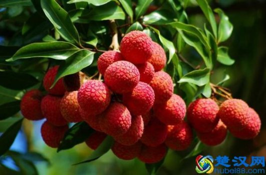  广东荔枝什么时候成熟？都等不及了
