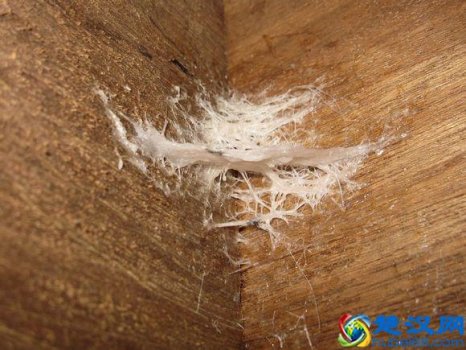  吃的燕窝是怎么形成的（燕窝真的是燕子的口水吗？）