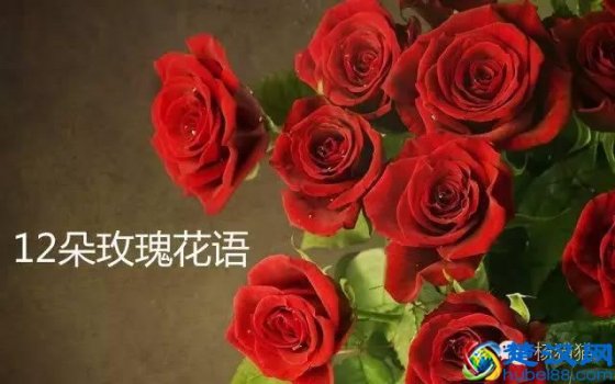  12朵玫瑰代表什么含义？终于明白了