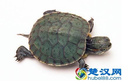  乌龟怎么养放多少水，饲养成功率100%哦！