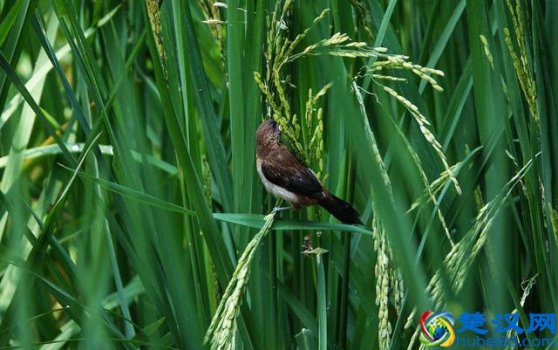 老鼠为什么什么是四害?农村四害具体指什么