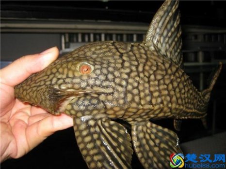  硫酸铜是什么颜色？硫酸铜的使用方法