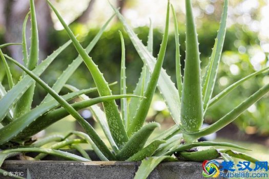  家里芦荟怎么养才能更加旺盛（养殖芦荟四大诀窍）