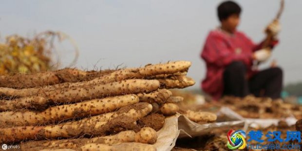  山药枸杞排骨汤的功效和作用，枸杞红枣山药排骨汤的做法