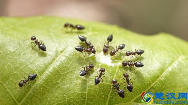  家里有蚂蚁怎么办（家中有蚂蚁不要忙着喷药）