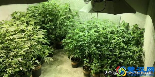  租植物多少钱一个月，成都室内租植物