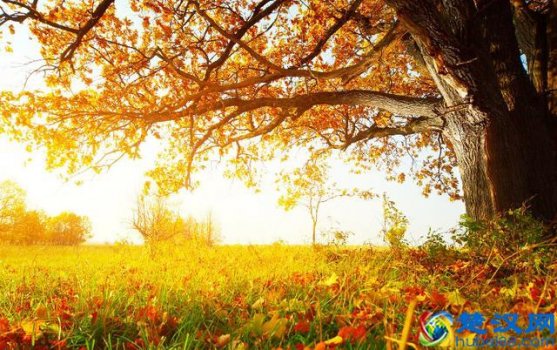  一层秋雨一层凉（秋季感叹）