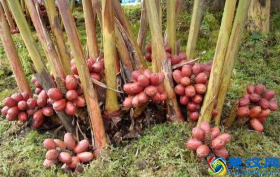  草果是什么（草果是啥？如何管理？）