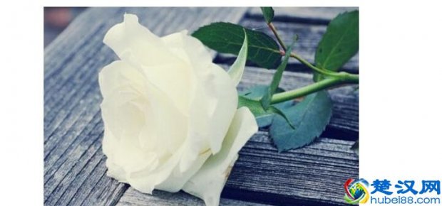  白玫瑰代表什么意思（白玫瑰的养殖禁忌）