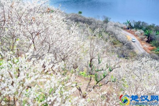  梅花节（广州从化流溪梅花节游玩攻略）